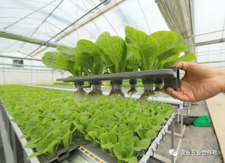 一分钟教会你水培蔬菜技术