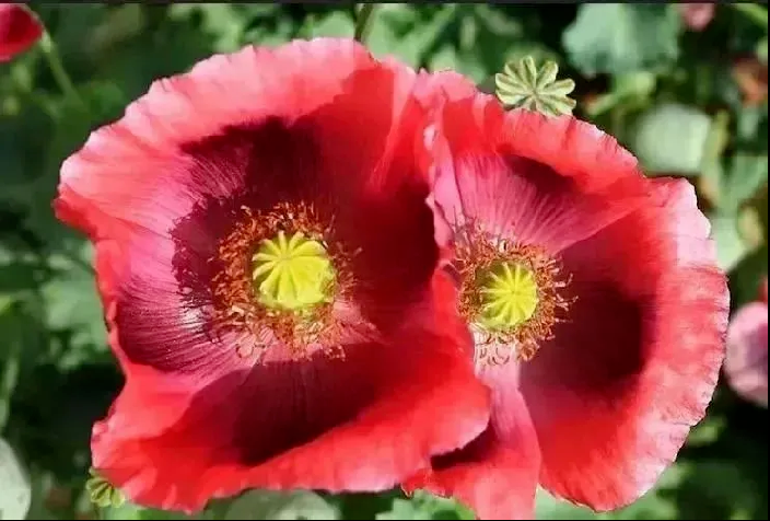 ͼƬ