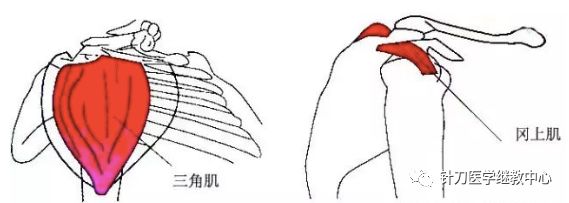 外展枕怎么使用干货 ｜ 针刀治疗要点规程定点定位_https://www.jmylbn.com_新闻资讯_第33张