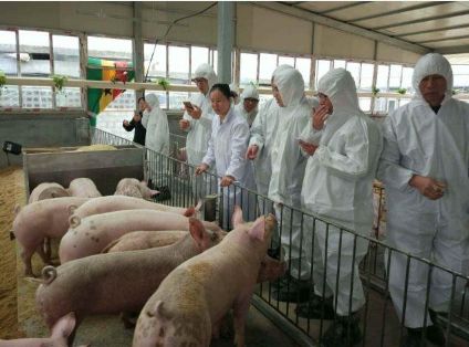 一只猪的寿命有多长 要是不杀一直养下去 它最多能活几年 长城汽车