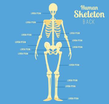 肽是骨骼这座建筑里的“钢筋”！