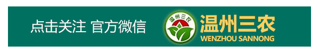 温州：新农人回村，田野上“长”出新希望