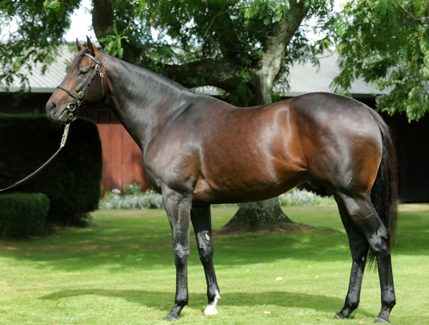 世界最贵种公马迪拜威孙女身怀国际一级赛冠军子嗣回国