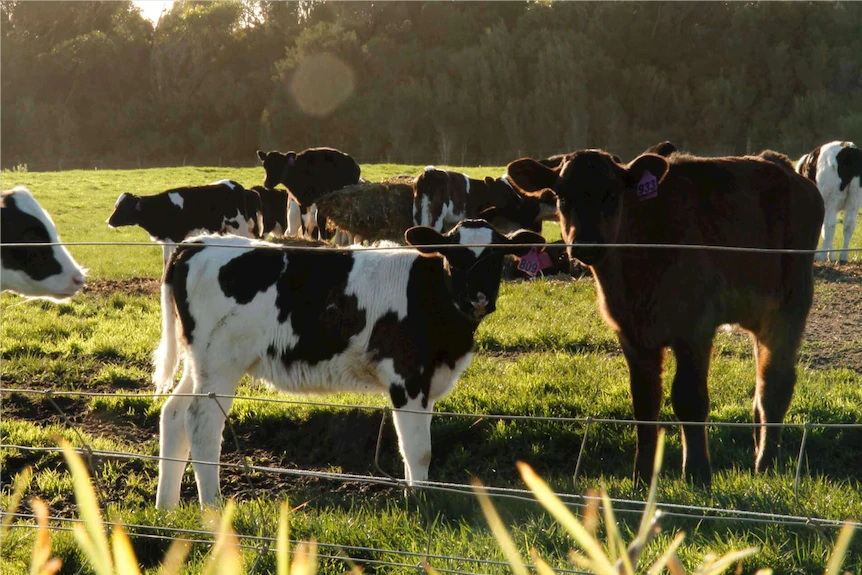 全部出售中资企业在澳大利亚的12个奶牛农场总价值近3亿元