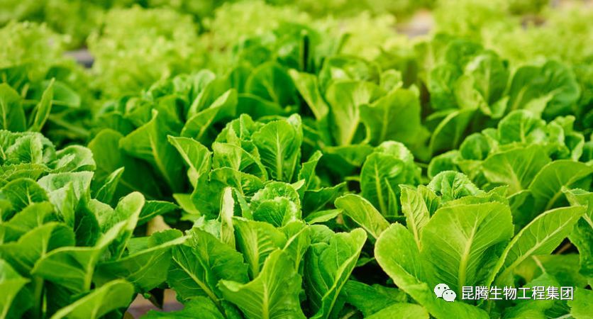 复合微生物菌肥厂家直销