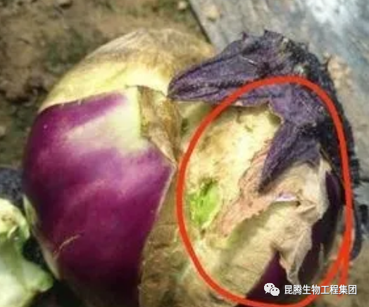 复合微生物有机菌肥厂家直销