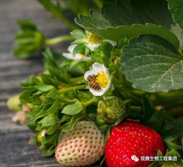 复合微生物菌剂厂家直销