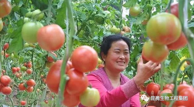 复合微生物菌肥厂家直销