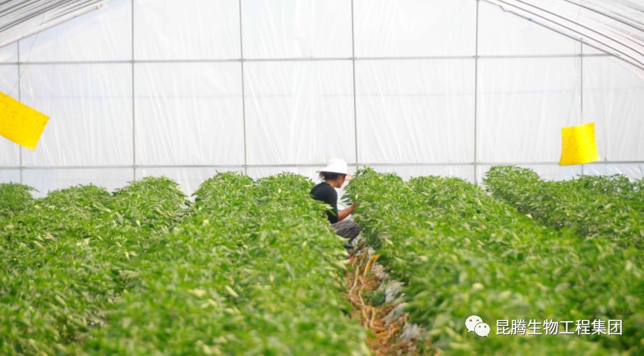 复合微生物菌肥厂家直销