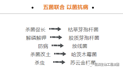 复合微生物菌肥厂家直销