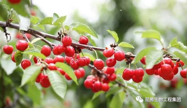 复合微生物菌剂厂家直销