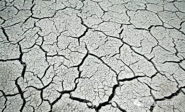 复合微生物菌肥厂家直销