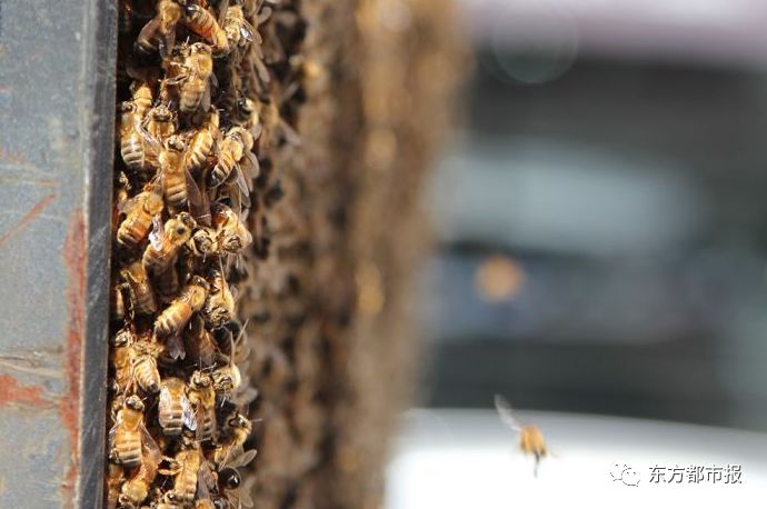 塔州CBD路牌布满蜜蜂，人人不敢靠近！专业人员根本无法移走蜂群