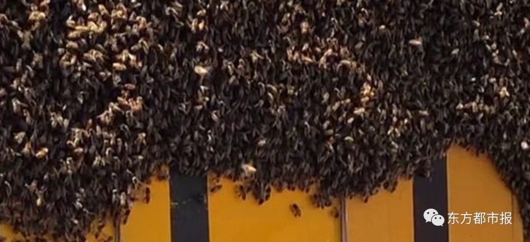 塔州CBD路牌布满蜜蜂，人人不敢靠近！专业人员根本无法移走蜂群