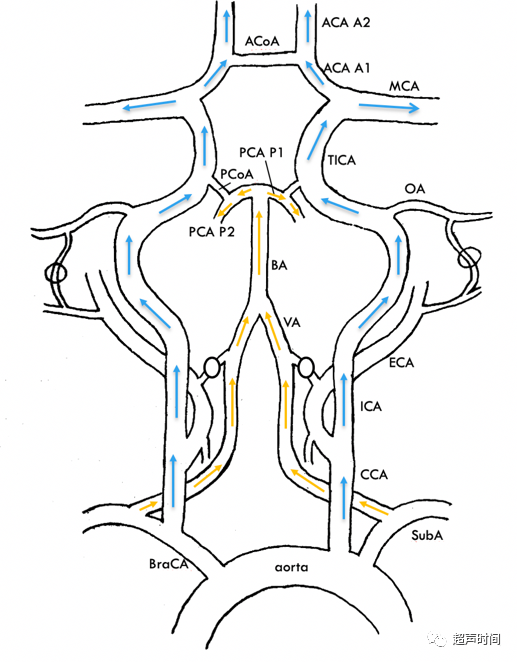 TCD怎么切换探头【血管超声】经颅多普勒（TCD）基础知识及临床应用_https://www.jmylbn.com_新闻资讯_第21张