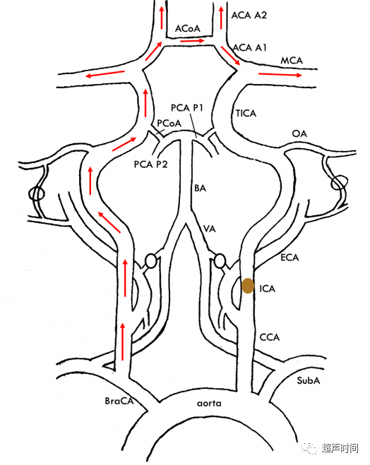 TCD怎么切换探头【血管超声】经颅多普勒（TCD）基础知识及临床应用_https://www.jmylbn.com_新闻资讯_第23张