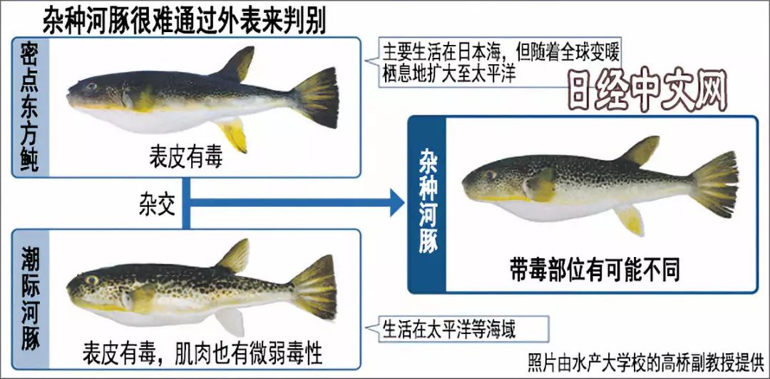 此魚已到最毒時 煙臺一魚販誤食搶救無效身亡 孫子不在家逃過一劫 煙臺日報 微文庫