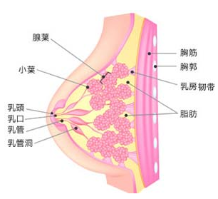 绿秀养生 常见慢性病调理 乳腺炎 雅兰美业 微信公众号文章阅读 Wemp