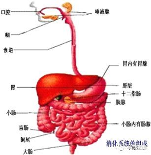 军康盲肠双氧spa帮您清除宿便 带来健康 军康医美 微信公众号文章阅读 Wemp