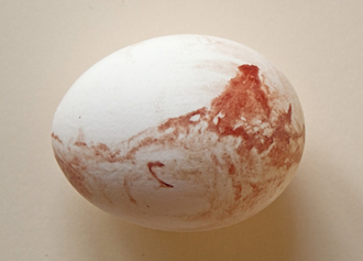 山东福宝生物常见的畸形蛋及影响因素