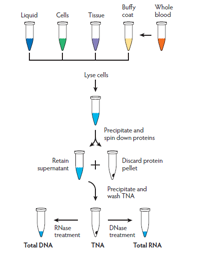 核酸用什么试剂鉴定盘点核酸提取纯化主要应用场景及解决方案_https://www.jmylbn.com_新闻资讯_第18张