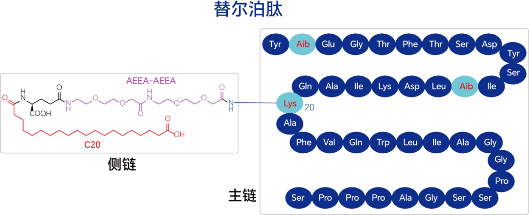 肽键结构简式图片