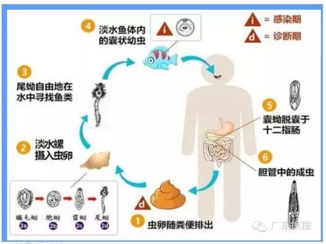 食安科普 | 夏日炎炎，來點淡水魚生醉蝦醉蟹？當心肝吸蟲、肺吸蟲找上門！ 汽車 第4張