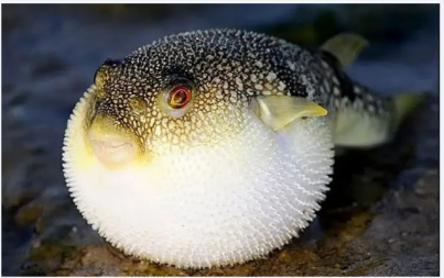 广东沿海一带大多是豚科的兔豚属和刺腹豚属的河豚,如:黑腮兔头豚和棕