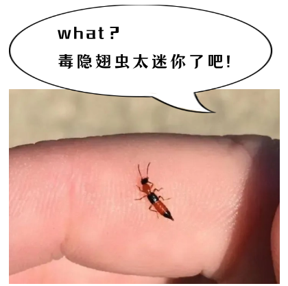 警惕!这种毒虫堪比"硫酸",已进入活跃期!