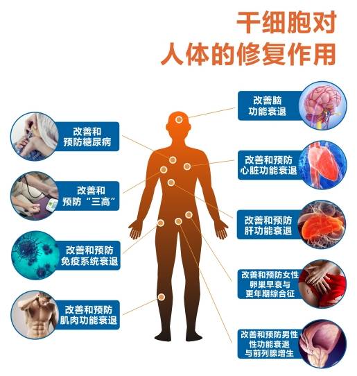 干细胞美容激活再生疗法_干细胞美容激活再生疗法视频