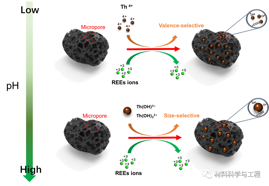 西安交大：富氧微孔碳作为超选择性分子筛从稀土元素中回收钍！的图4