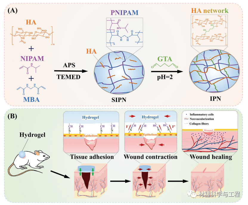 伤口凝胶怎么使用【生物医学】AFM：一种可加速伤口愈合的水凝胶！_https://www.jmylbn.com_新闻资讯_第5张