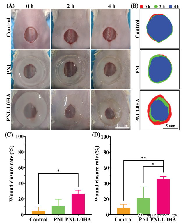 伤口凝胶怎么使用【生物医学】AFM：一种可加速伤口愈合的水凝胶！_https://www.jmylbn.com_新闻资讯_第9张