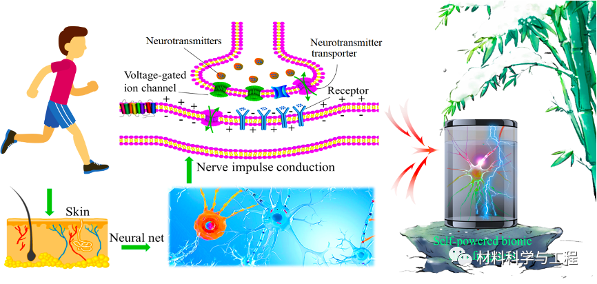 复旦《Adv Mater Tech》：可修复的智能自供电仿生皮肤！的图2