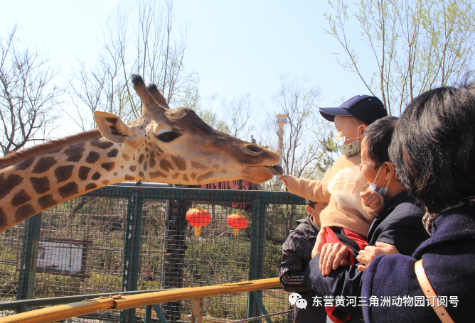 步入黃河三角洲動物園,感受