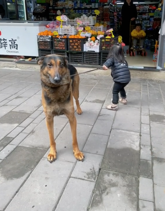 半夜狗哭_梦见狗咬着我我哭_狗会哭吗