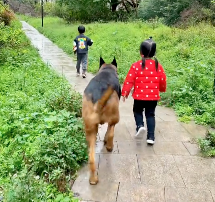 半夜狗哭_梦见狗咬着我我哭_狗会哭吗