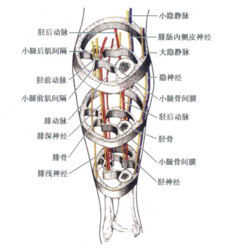 肌间隔解剖图图片