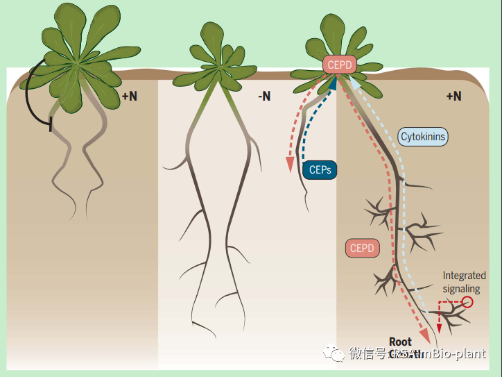 Science 植物在各种营养环境下求生存的 秘方 微生信生物 微信公众号文章阅读 Wemp