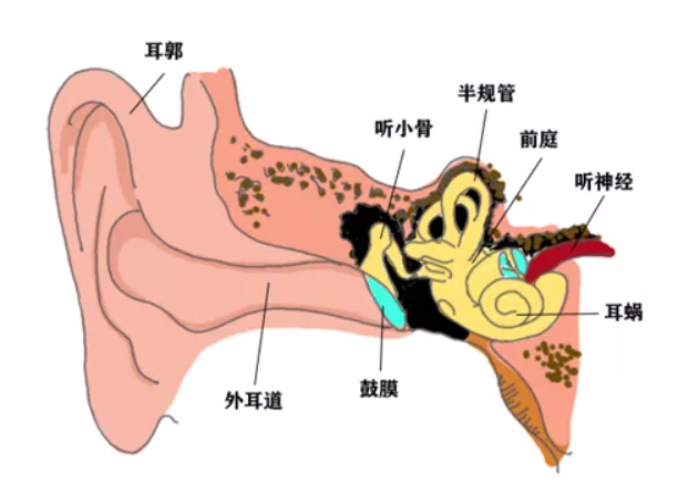 听性脑干反应检查是什么聚焦专题｜2022年第3期临床听力检测技术专题：听性脑干反应临床实践——技术应用到疾病诊断_https://www.jmylbn.com_新闻资讯_第8张
