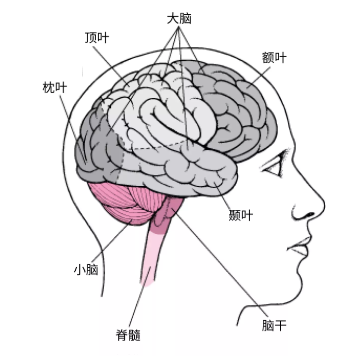 听性脑干反应检查是什么聚焦专题｜2022年第3期临床听力检测技术专题：听性脑干反应临床实践——技术应用到疾病诊断_https://www.jmylbn.com_新闻资讯_第5张