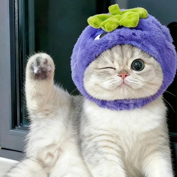 可爱猫咪萌宠头像