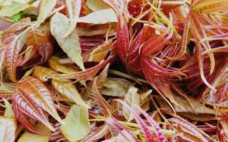 春季養肝護肝正當時，4種情況4個方，幫你護好肝健康！ 健康 第14張