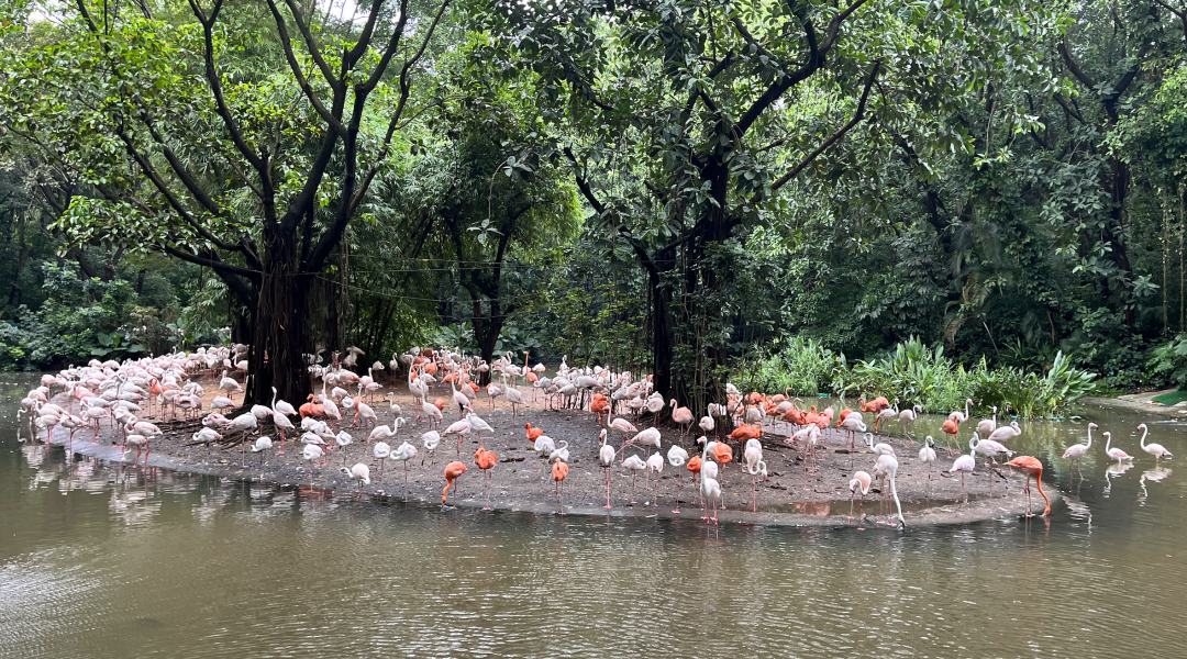 Flamingos at Guangzhou Chimelong Safari Park