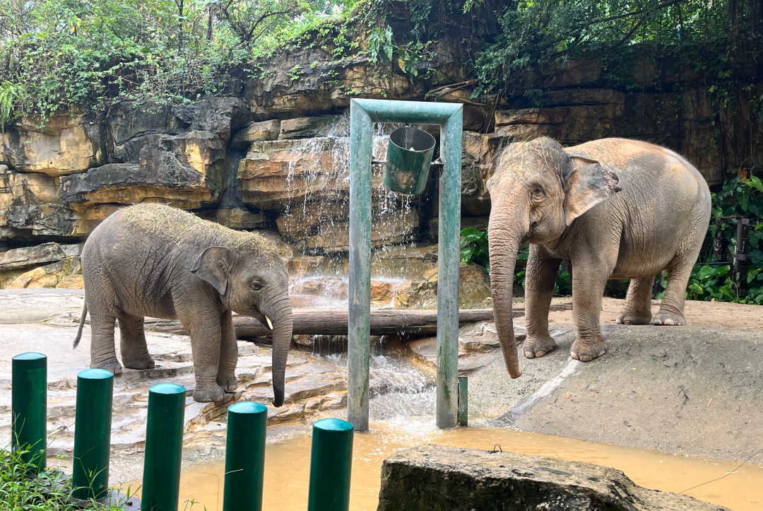 Asian Elephants at Guangzhou Chimelong Safari Park