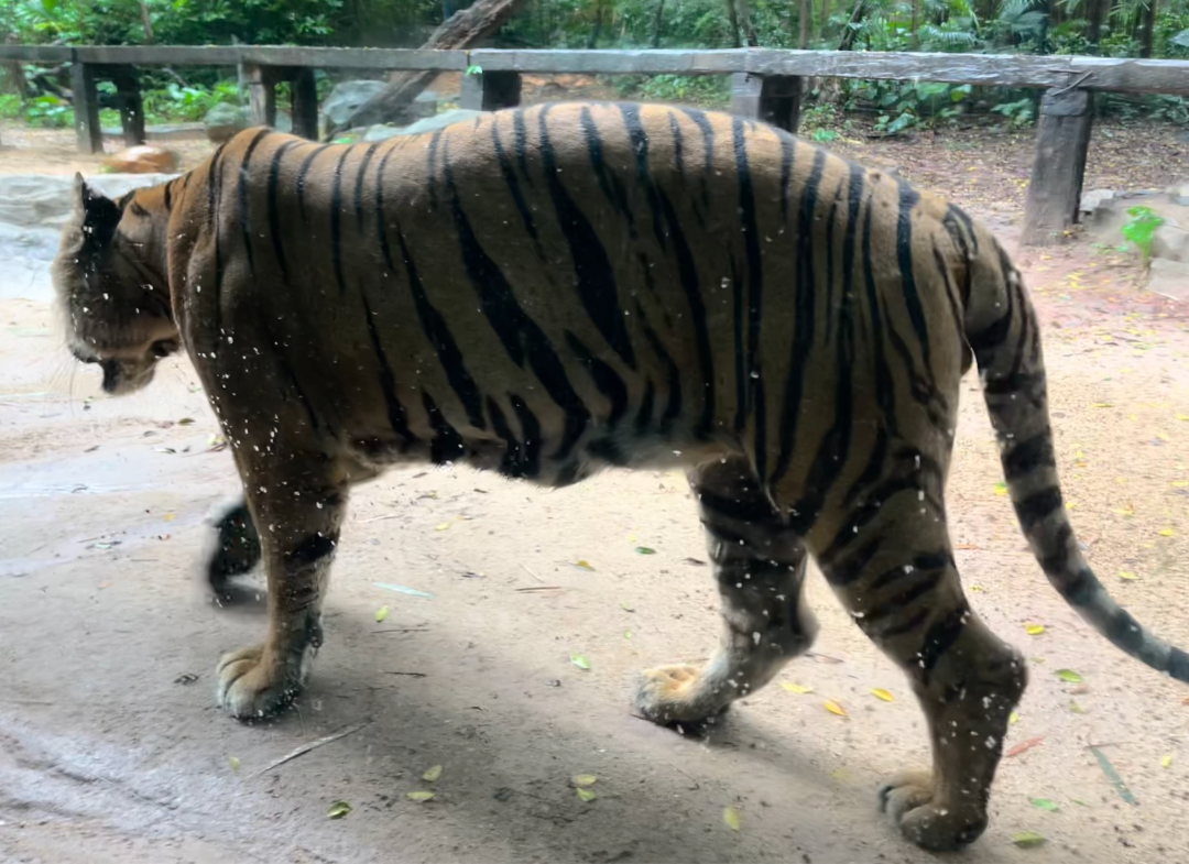 广州长隆野生动物园白虎山