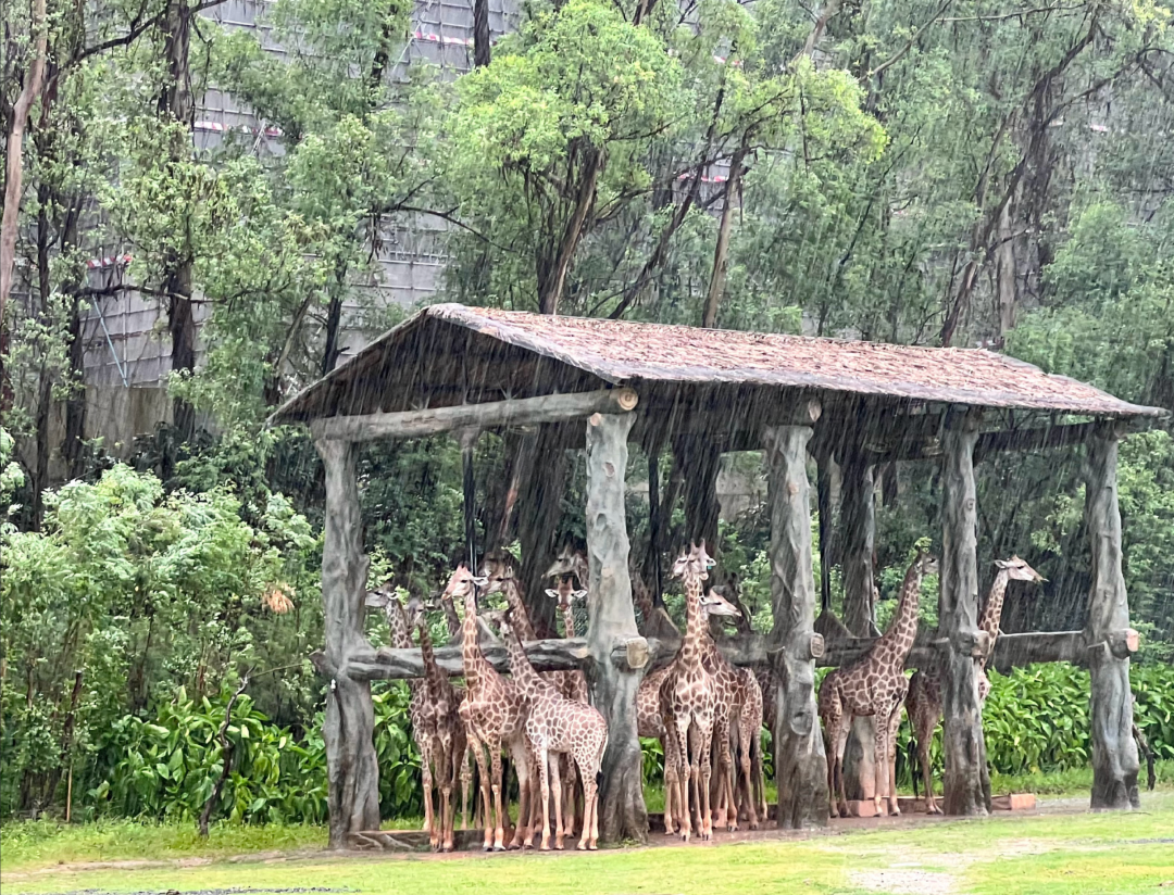 广州长隆野生动物园