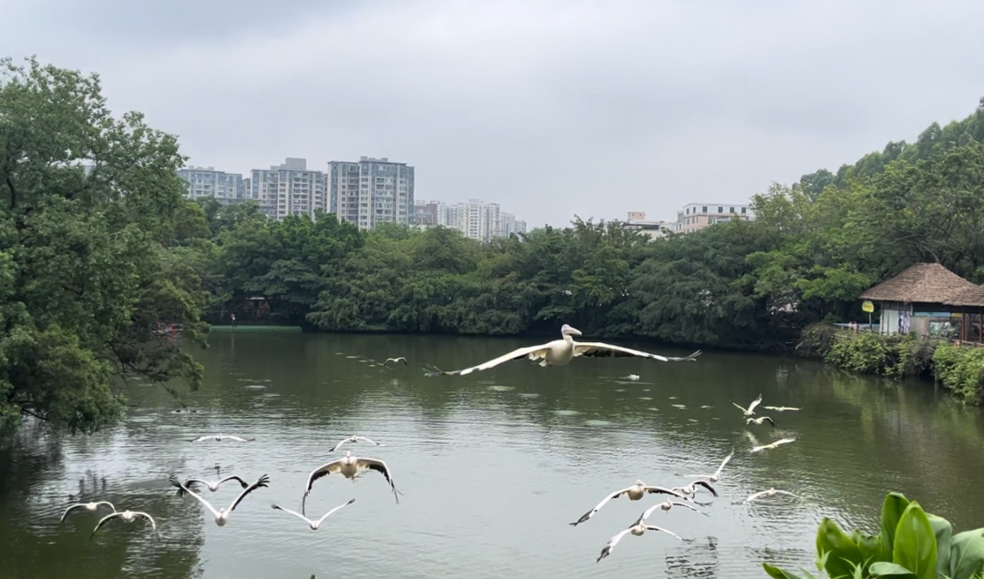 广州长隆野生动物园鹈鹕飞翔