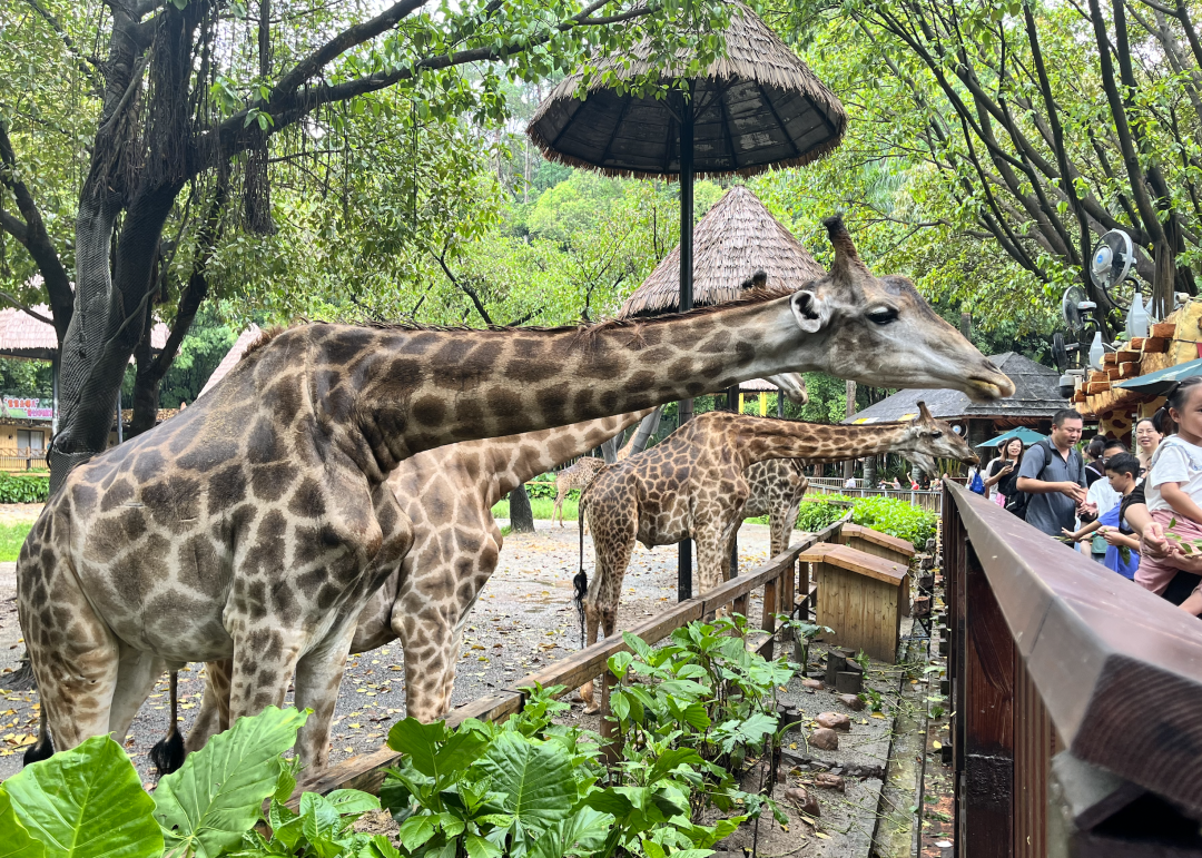 Giraffes at Guangzhou Chimelong Safari Park