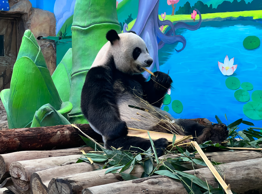 Giant Pandas at Guangzhou Chimelong Safari Park